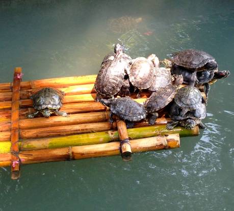 Gratuitous pile of turtles.  It's just a funny image from the monastery grounds.