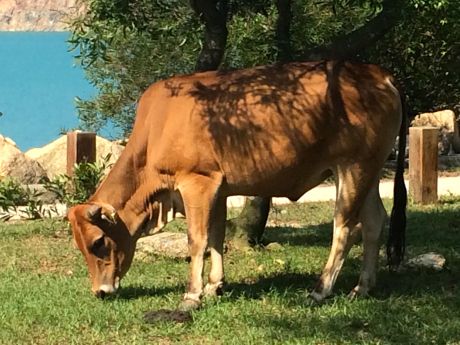 There are wild cows in Sai Kung.  Posted signs ask you to enjoy, but be careful of, the feral cattle.  They’re not really that wild, though.  They’ve all been tagged, and some were even wearing cowbells.  They are definitely not afraid of people, approaching us to see if we had any snacks. 